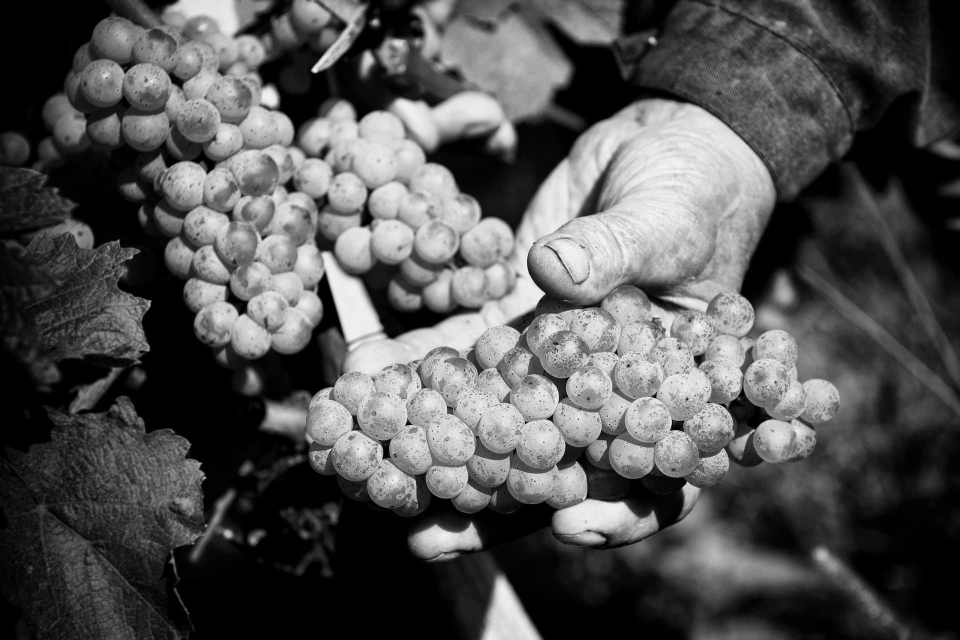 Vineyard grapes representing the story and soil of fine wine